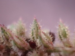 Tragus berteronianus