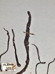 Xylaria scruposa