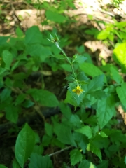 Geum × catlingii