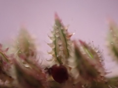 Tragus berteronianus