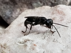 Lyroda