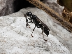 Lyroda