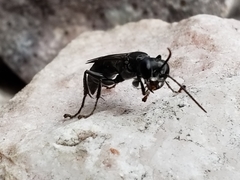 Lyroda