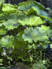 Darmera peltata