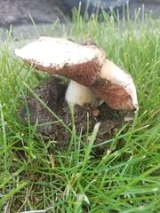 Agaricus bitorquis