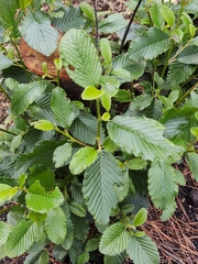 Cercocarpus macrophyllus