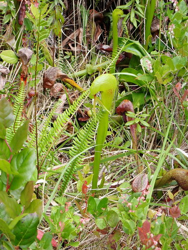 California Pitcher plant (Darlingtonia californica)