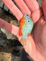 Orangespotted Sunfish photo 4