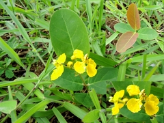 Stigmaphyllon paralias