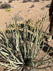 Euphorbia dregeana