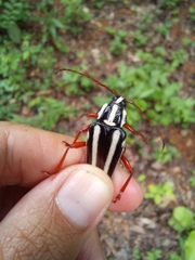 Elateropsis lineatus