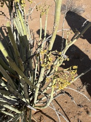 Euphorbia dregeana