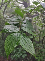 Philadelphus incanus