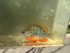 Orangespotted Sunfish photo 5