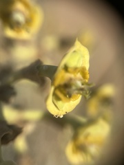Euphorbia dregeana