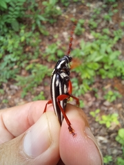 Elateropsis lineatus