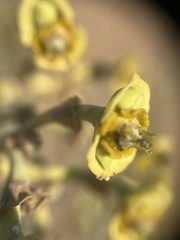 Euphorbia dregeana