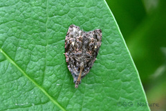 Gatesclarkeana idia