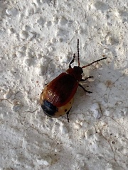 Galeruca rufa
