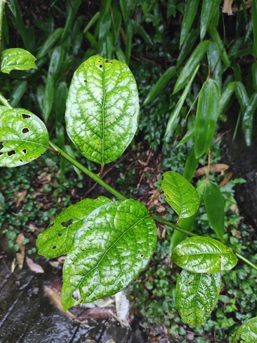Sabia japonica iNat (3)
