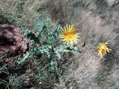 Berkheya discolor