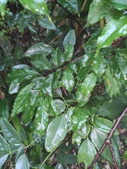 Prunus buergeriana