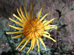 Berkheya discolor