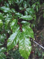 Prunus buergeriana
