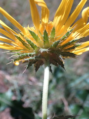 Berkheya discolor