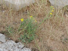 Erysimum maremmanum