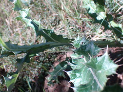 Berkheya discolor