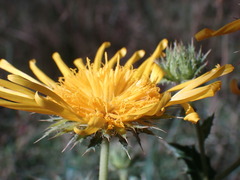 Berkheya discolor