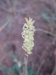 Tragus berteronianus