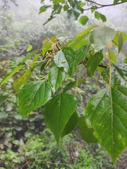 Mallotus apelta