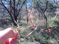 Tragus berteronianus