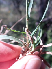 Tragus berteronianus