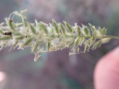 Tragus berteronianus