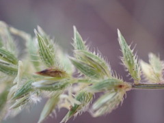 Tragus berteronianus