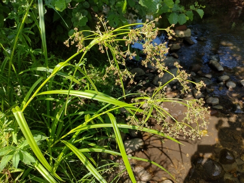 škripina lesná (Scirpus sylvaticus)