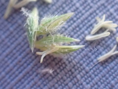 Tragus berteronianus