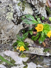Lysimachia congestiflora