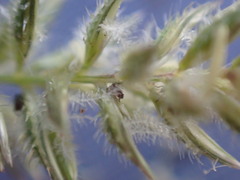 Tragus berteronianus