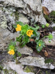 Lysimachia congestiflora