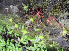 Lysimachia melampyroides
