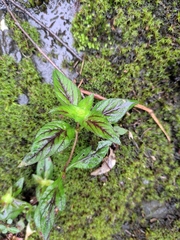 Lysimachia melampyroides
