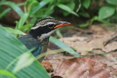 Pitta brachyura