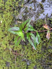 Lysimachia melampyroides
