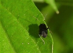 Slaterocoris
