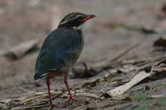 Pitta brachyura