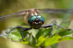 Cordulia shurtleffii